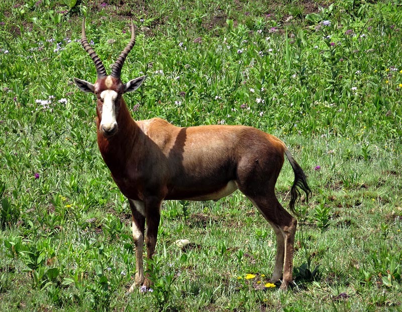 Image of Blesbok