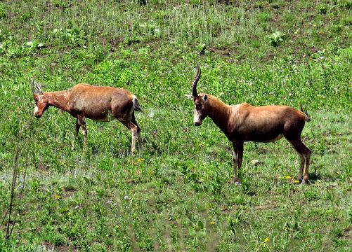 Image of Blesbok