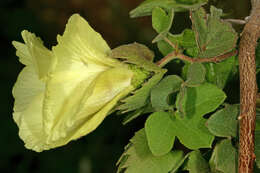 Imagem de Gossypium herbaceum L.