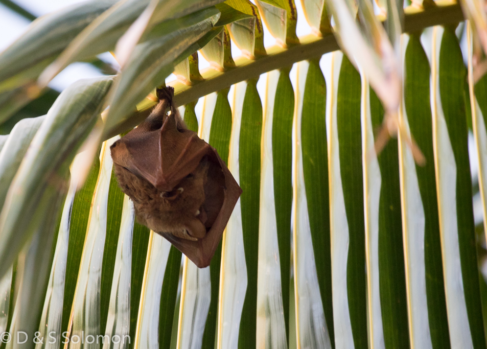 Image of Wahlberg's Epauletted Fruit Bat