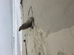 Image of Afro-Australian Fur Seal