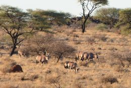 Image of Gemsbok