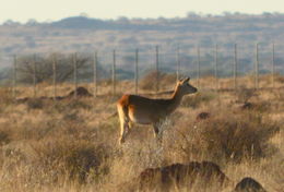 Image of Lechwe -- Southern Lechwe