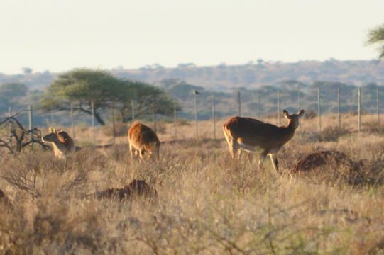 Image of Lechwe -- Southern Lechwe