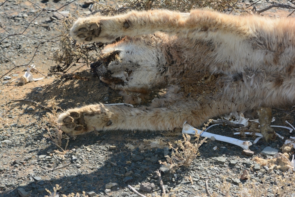 Image of Caracals