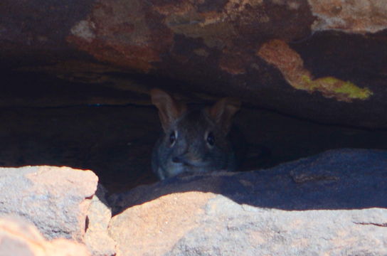 صورة Elephantulus rupestris (A. Smith 1831)