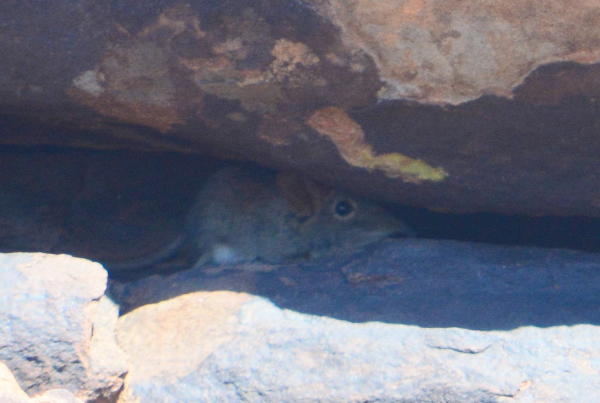 Image of Western Rock Elephant Shrew