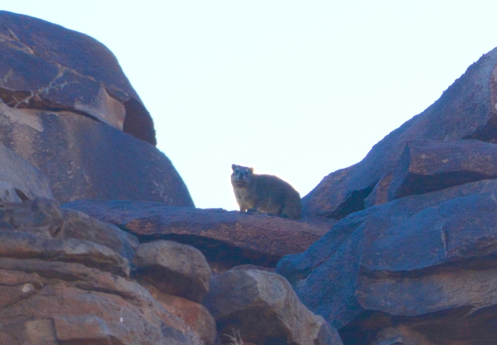 Image of Rock Hyrax