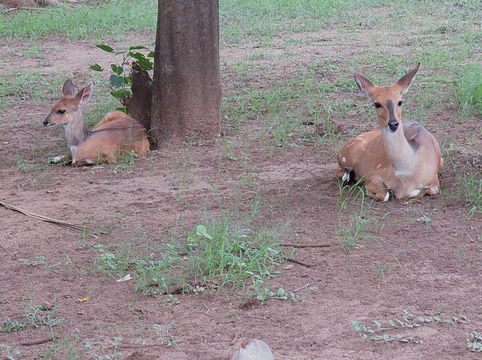 Image of Bushbuck