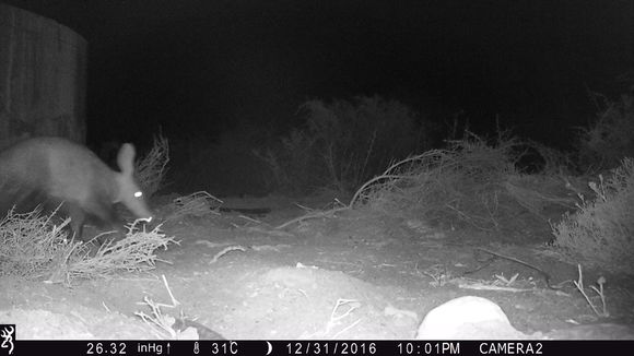 Image of Aardvarks
