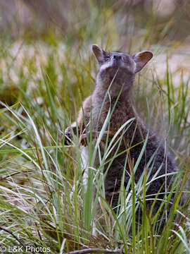 Image of Dama Wallaby