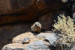 Image of Rock Hyrax