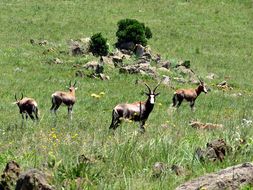 Image of Blesbok