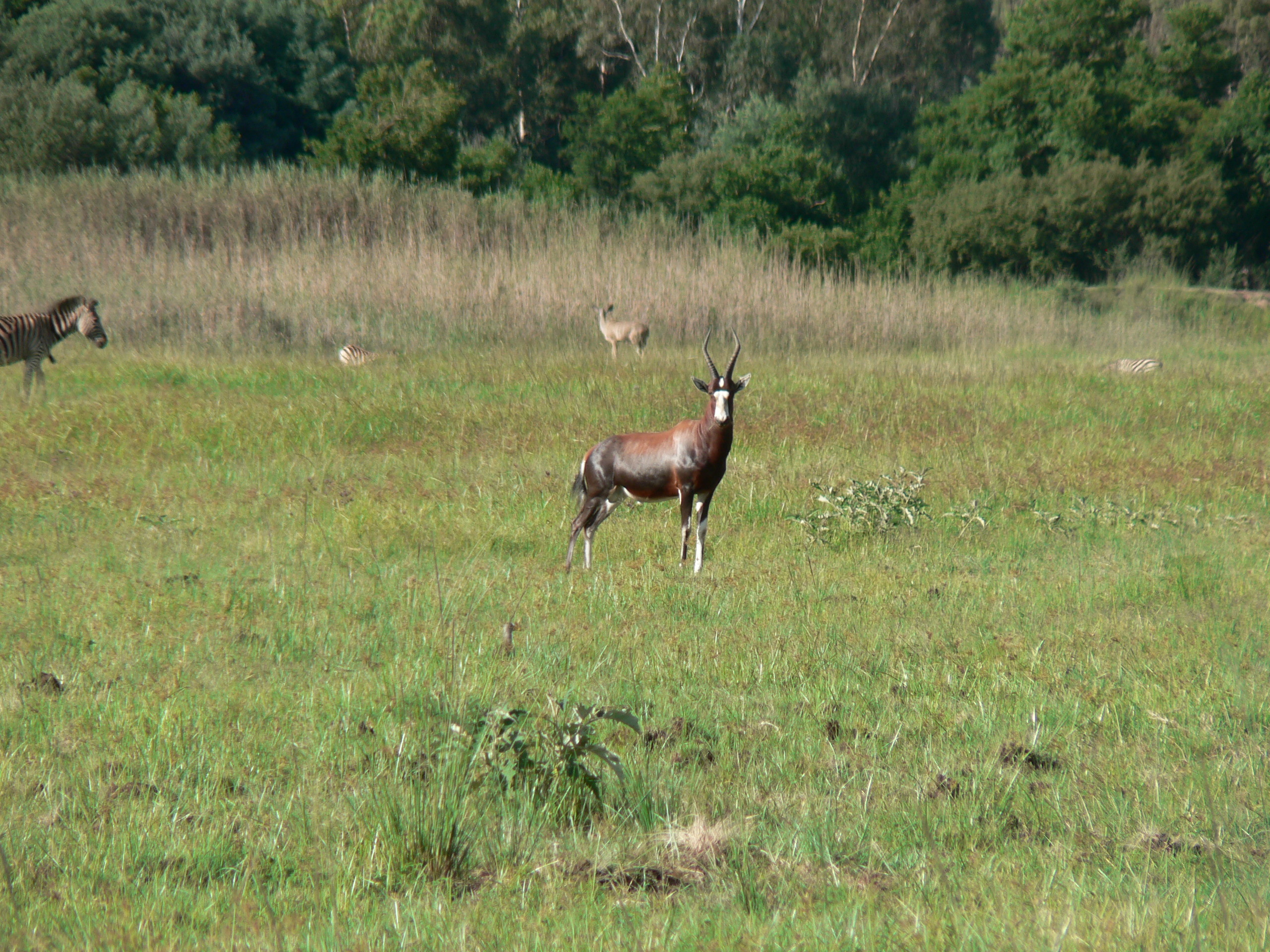 Image of Blesbok