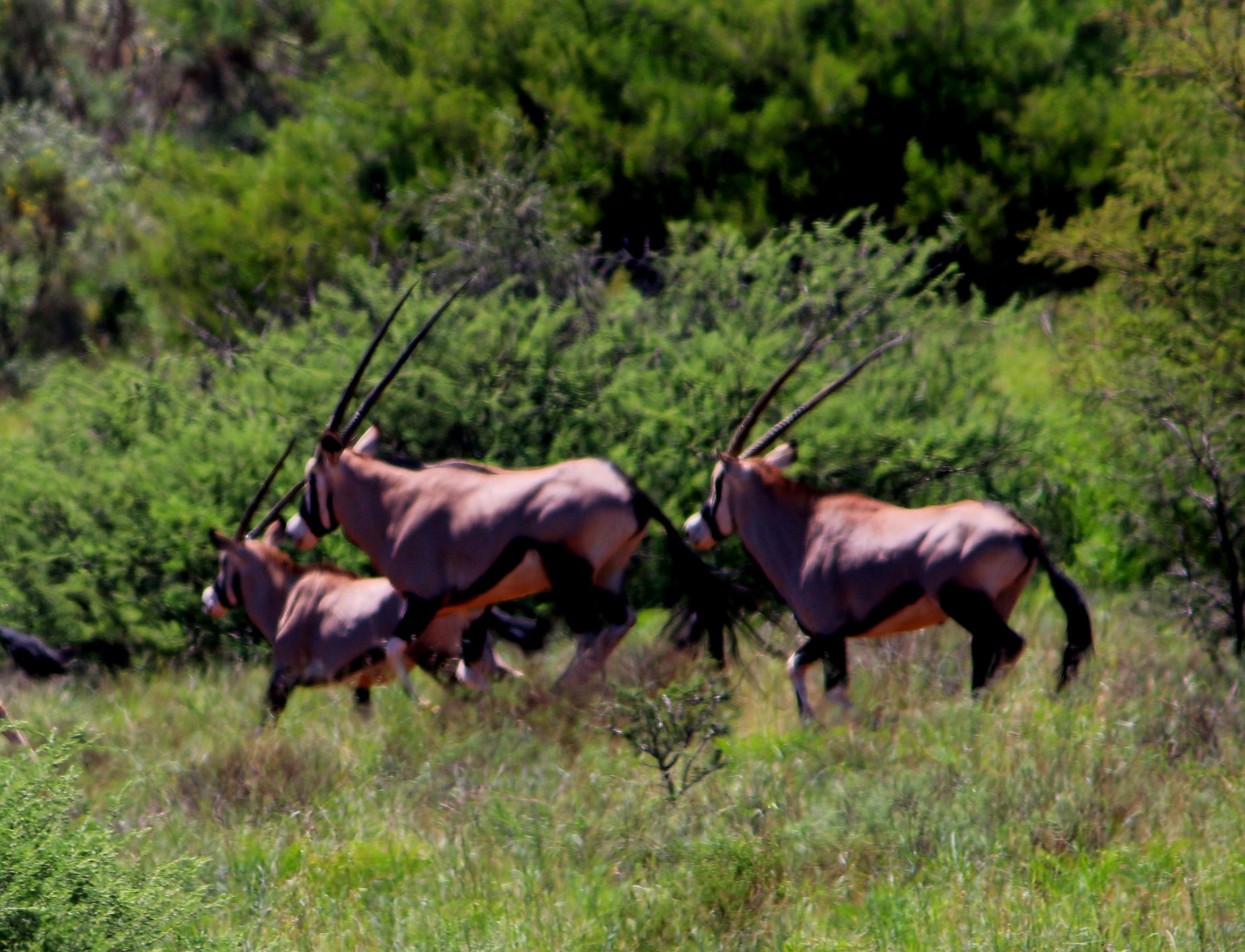 Image of Gemsbok