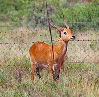 Image of Red Lechwe