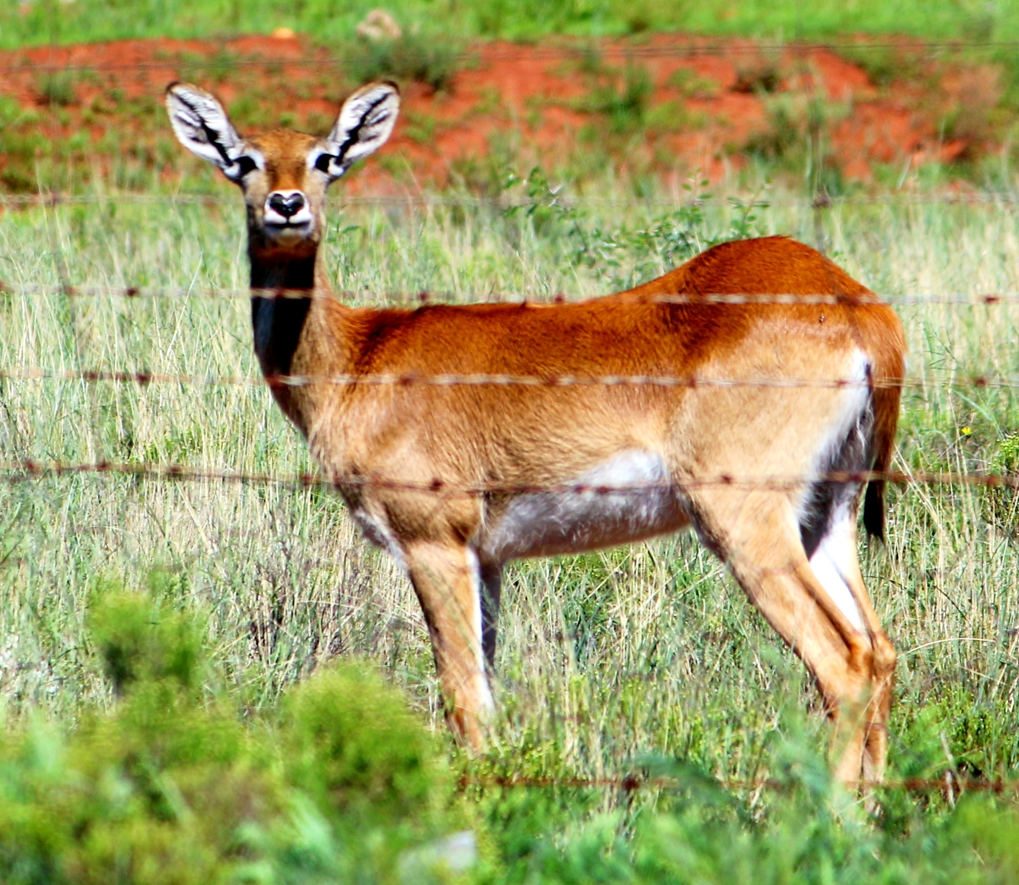 Image of Red Lechwe