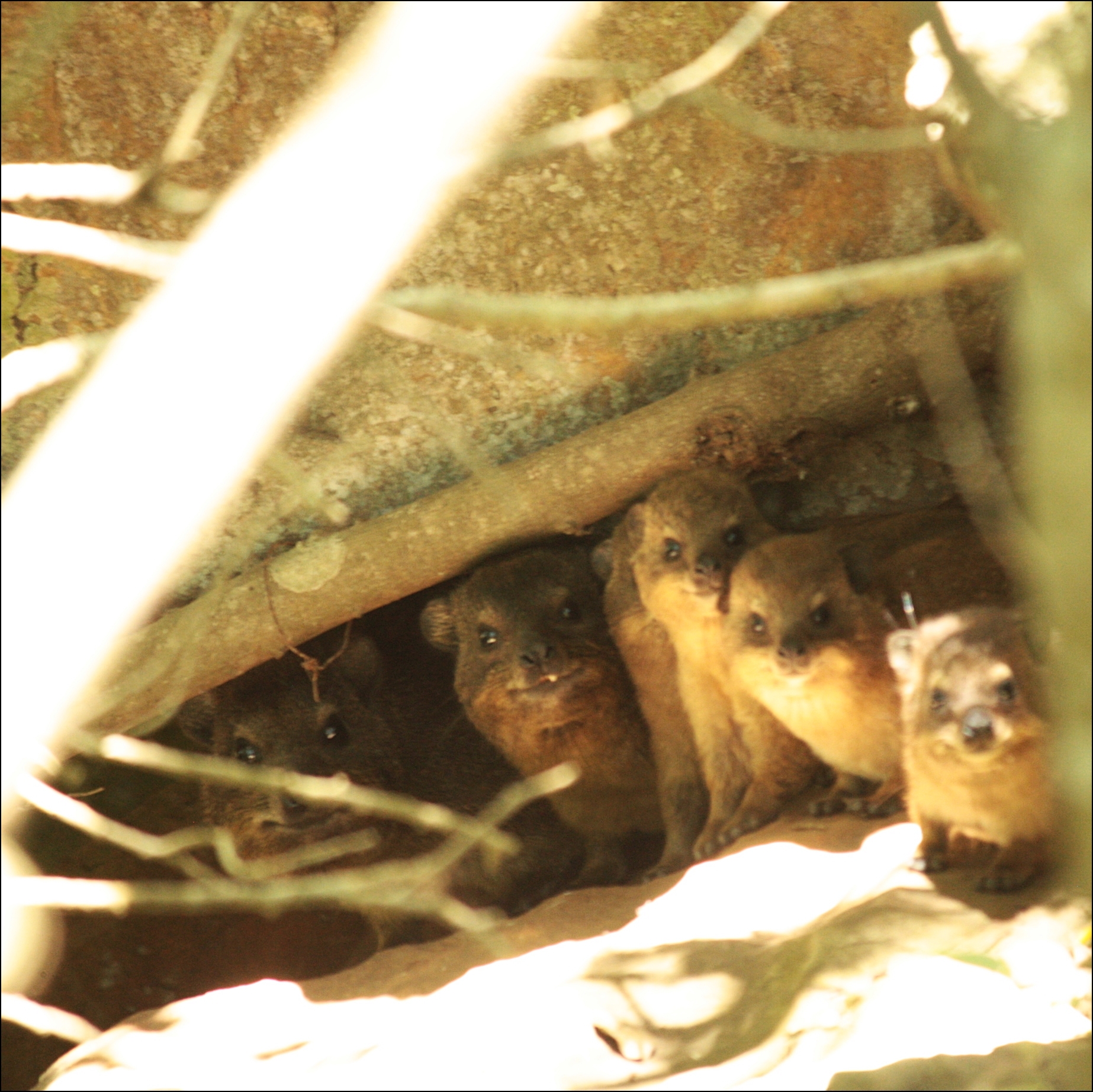 Image of Rock Hyrax