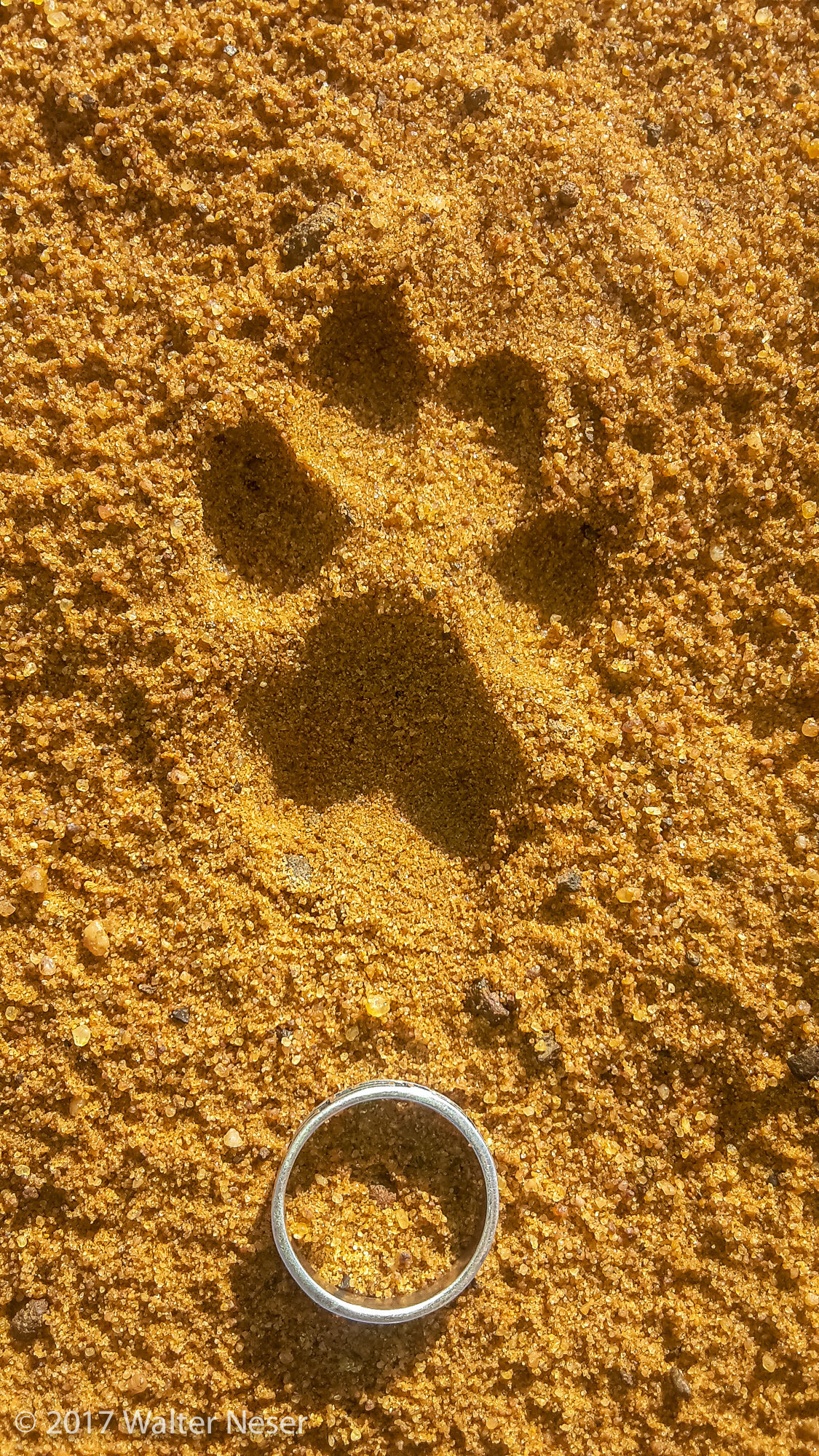 Image of Caracals