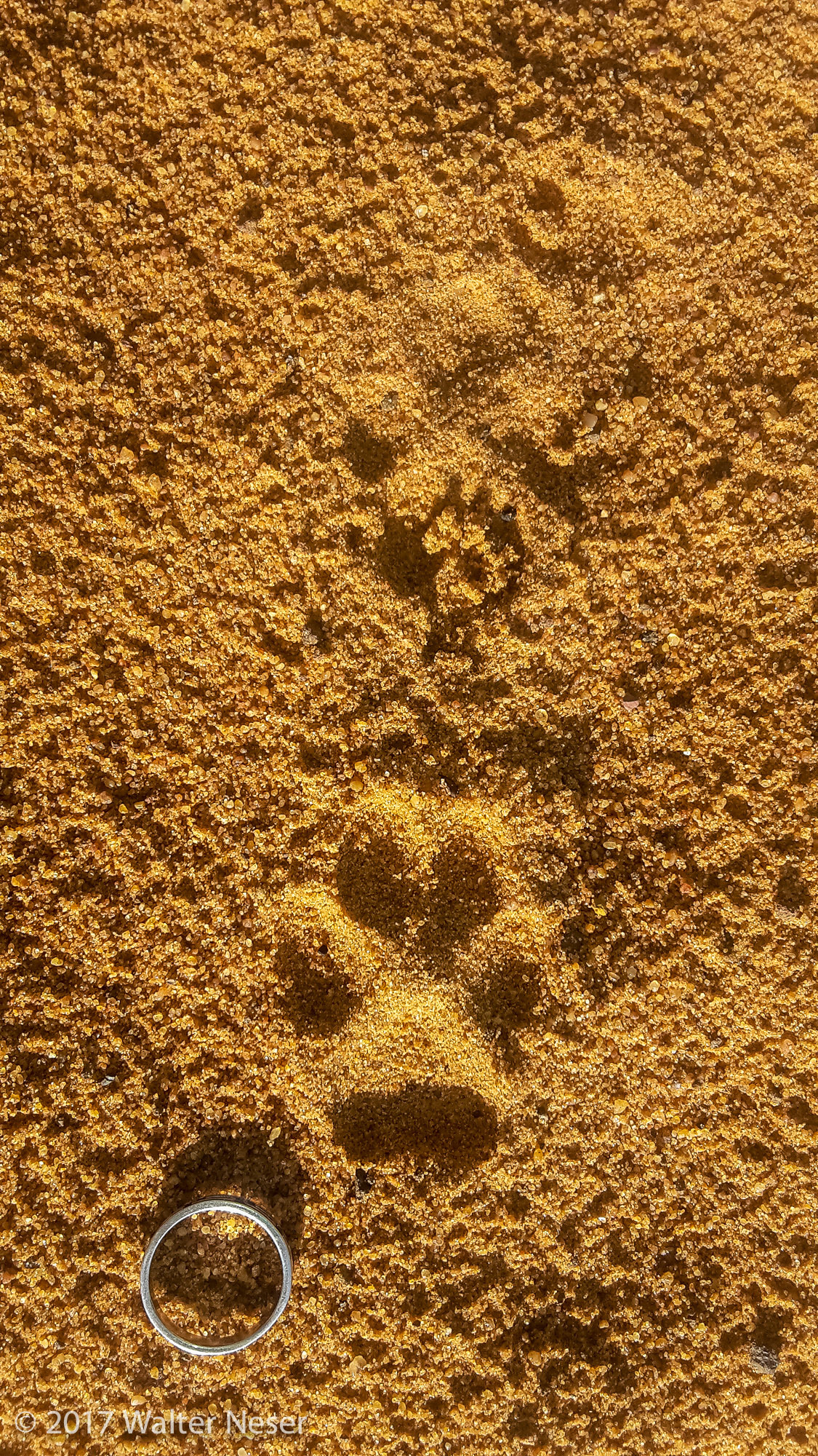 Image of Caracals