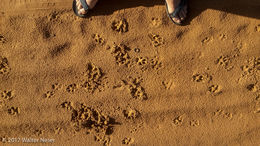 Image of Caracals