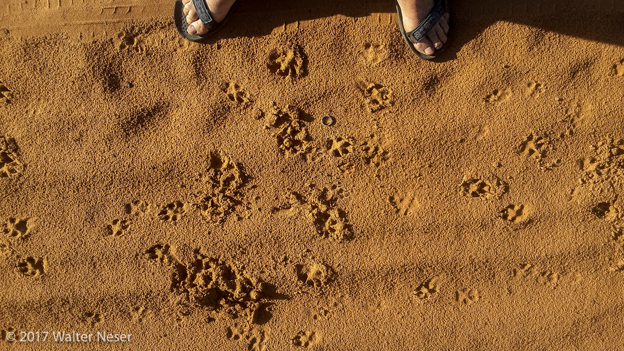 Image of Caracals