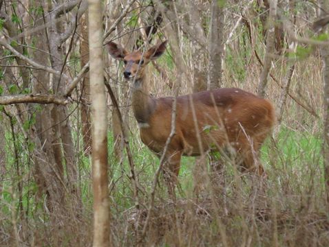 Image of Bushbuck