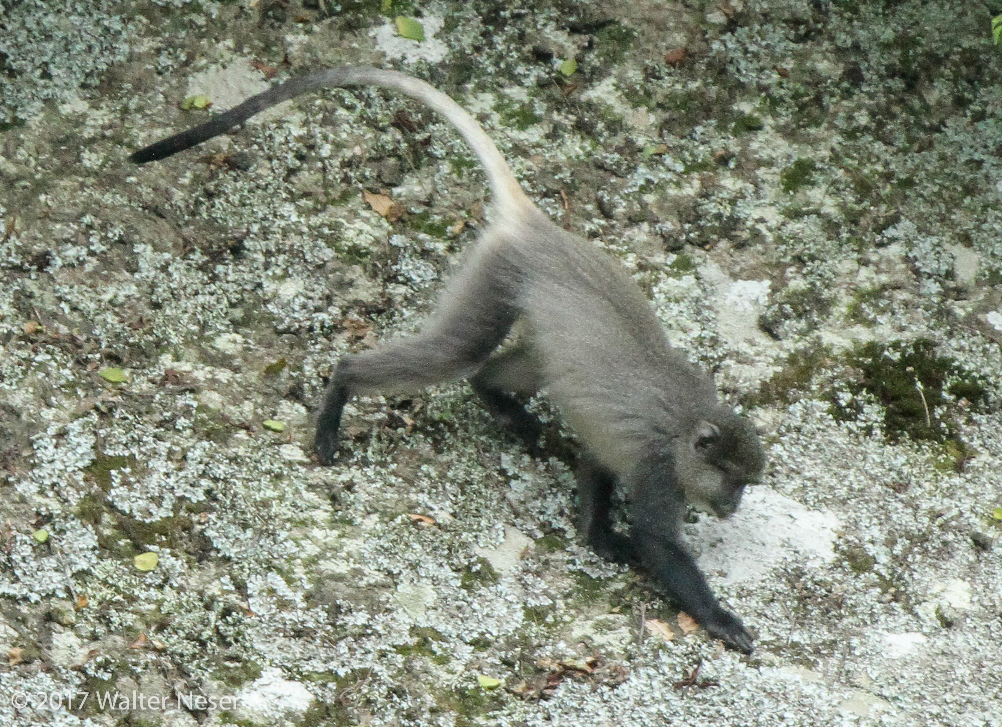 Image of Samango Monkey -- Sykes' Monkey