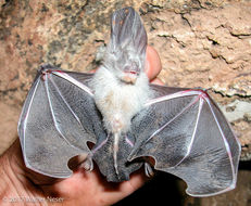 Image of Large-eared Slit-faced Bat