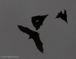 Image of African Straw-colored Fruit Bat