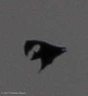 Image of African Straw-colored Fruit Bat