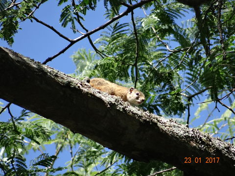 Paraxerus cepapi (A. Smith 1836)的圖片