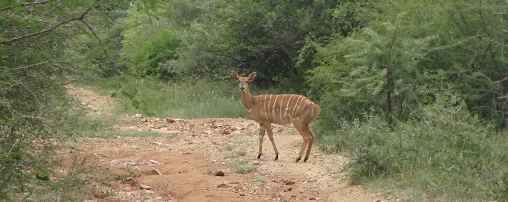 Image of Nyala