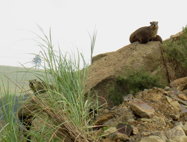 Image of Rock Hyrax