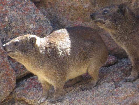 Image of Rock Hyrax