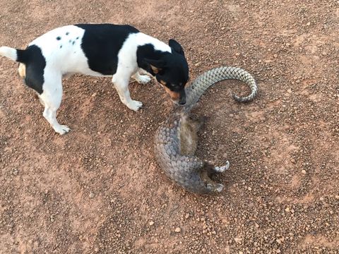 Image of pangolins