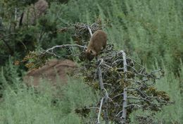 Image of Tree hyrax