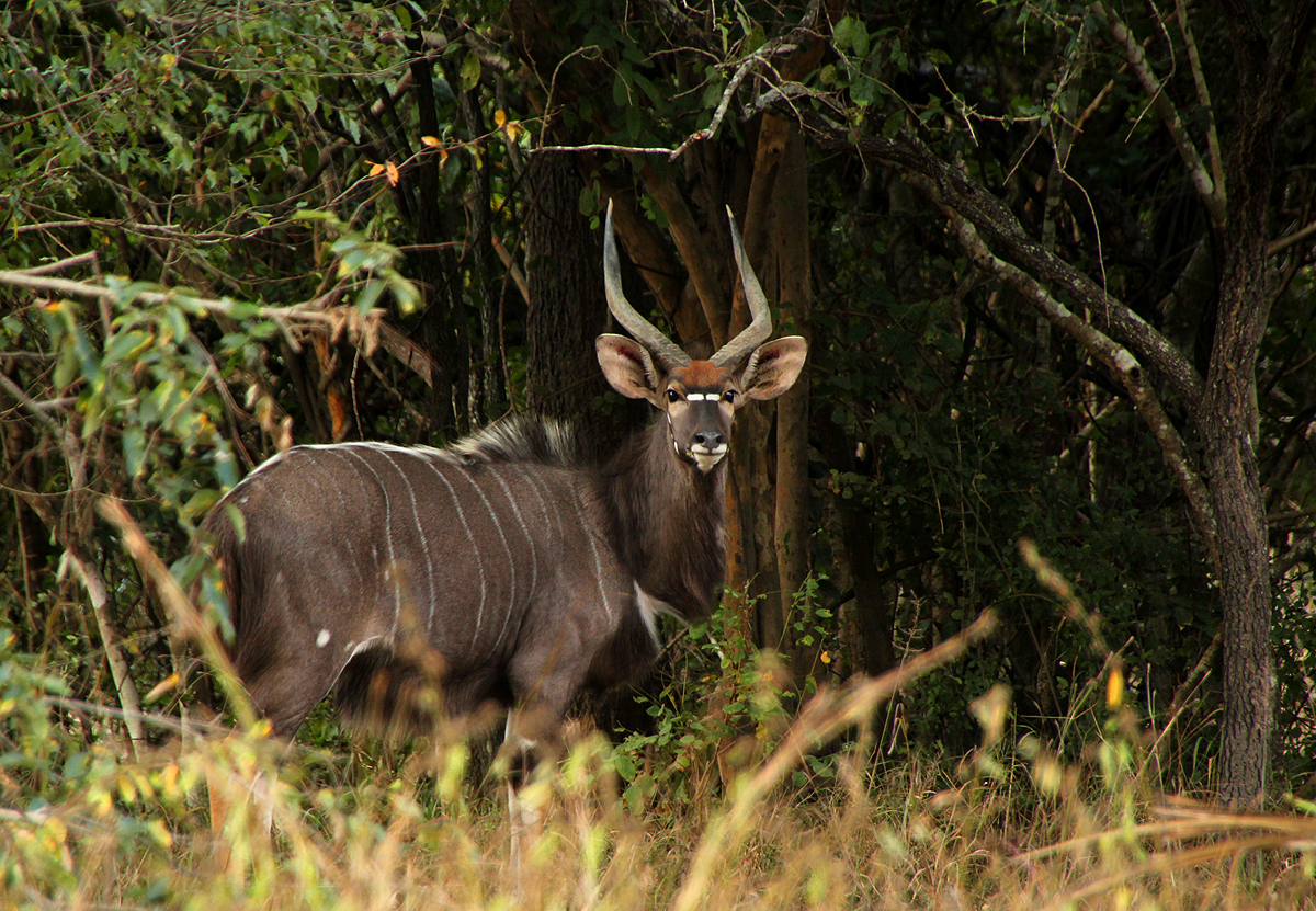 Image of Nyala