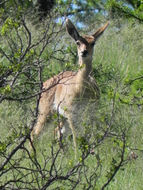 Image of Mountain Reedbuck