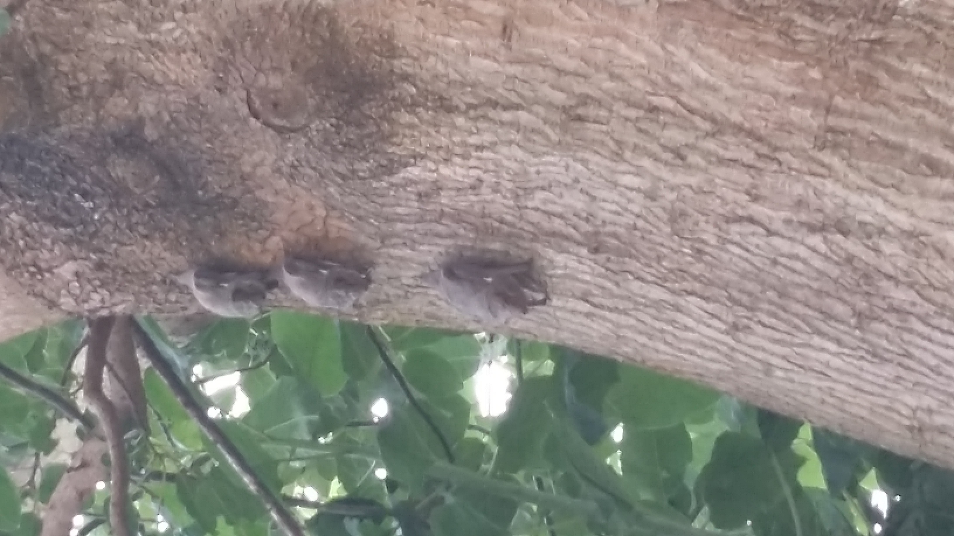 Image of Mauritian Tomb Bat