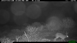 Lepus capensis Linnaeus 1758 resmi