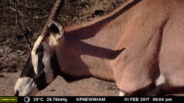 Image of Gemsbok