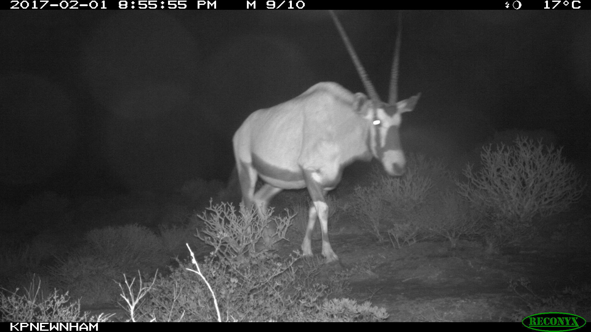 Image of Gemsbok