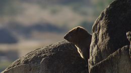 Image of Rock Hyrax