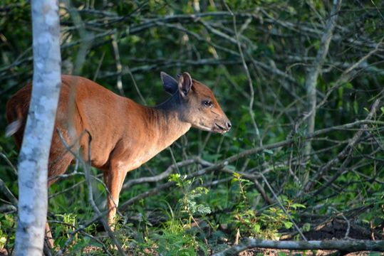 Image of Natal Duiker