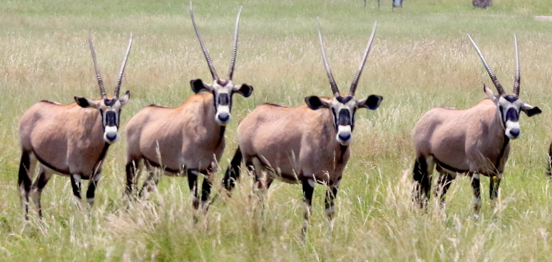 Image of Gemsbok