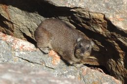 Image of Rock Hyrax