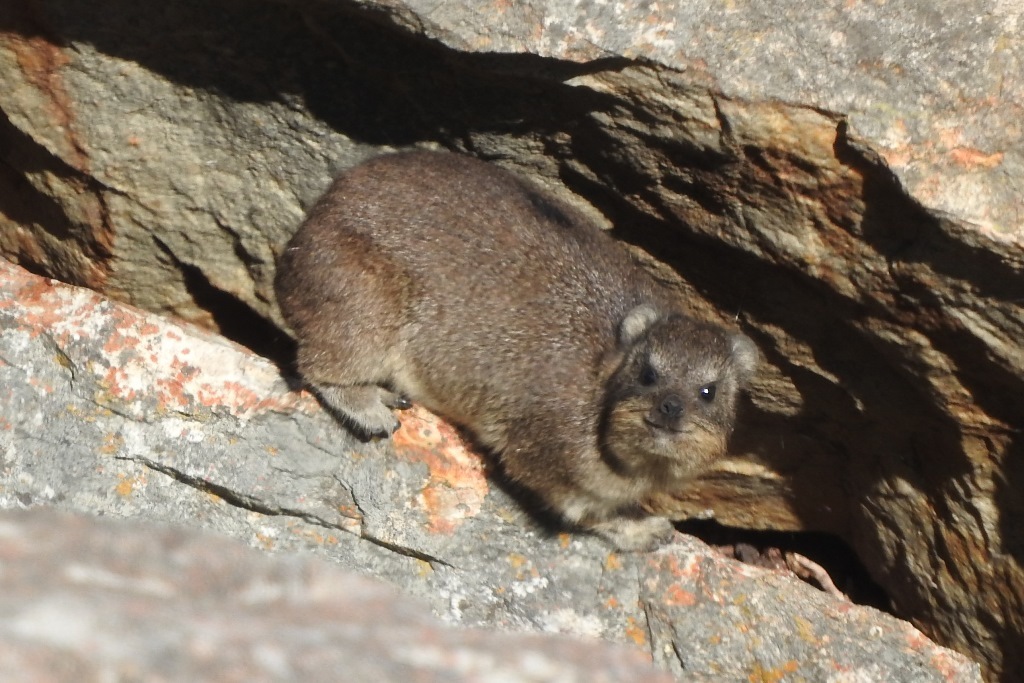 Image of Rock Hyrax