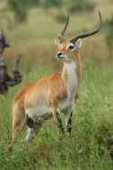 Image of Red Lechwe