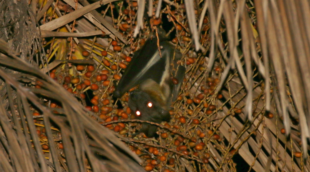 Image of African Straw-colored Fruit Bat